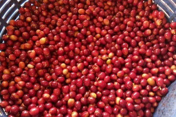 coffee-tour-los-sauces