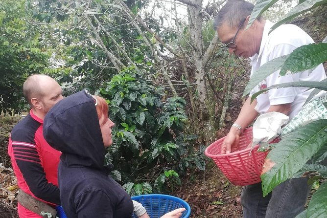 coffee-tour-los-sauces