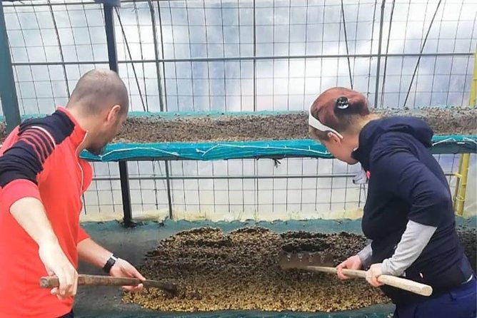 coffee-tour-los-sauces