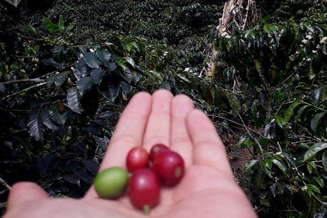 coffee-tour-medellin-2