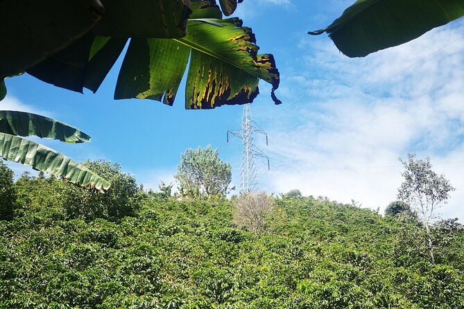 coffee-tour-medellin-2