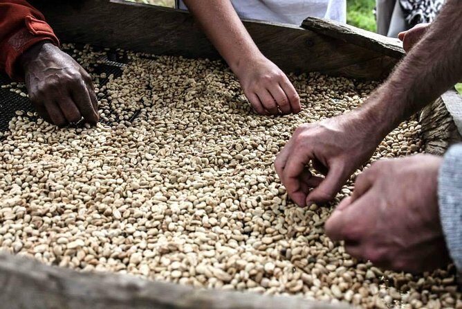 Coffee walk day trip - FAQ