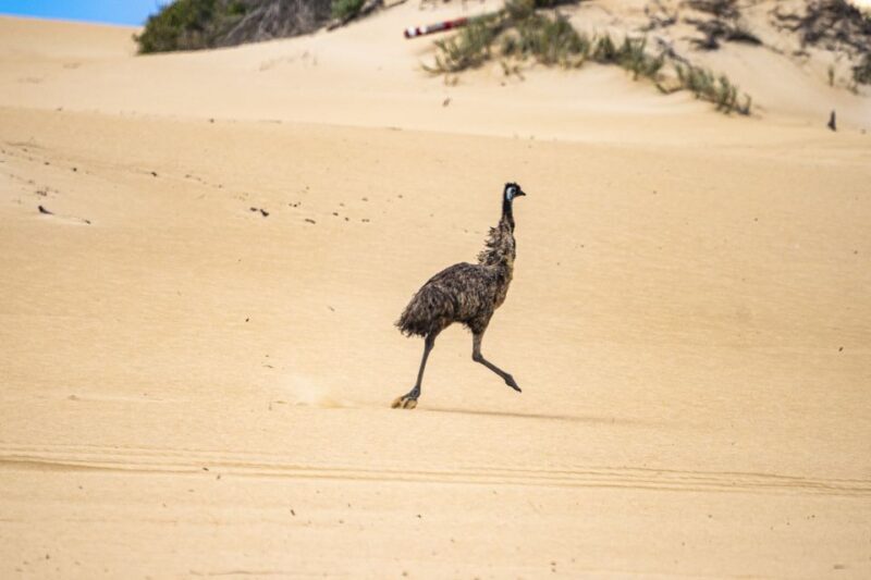 Coffin Bay National Park: Highlights and Off-Road 4WD Tour - Final Thoughts