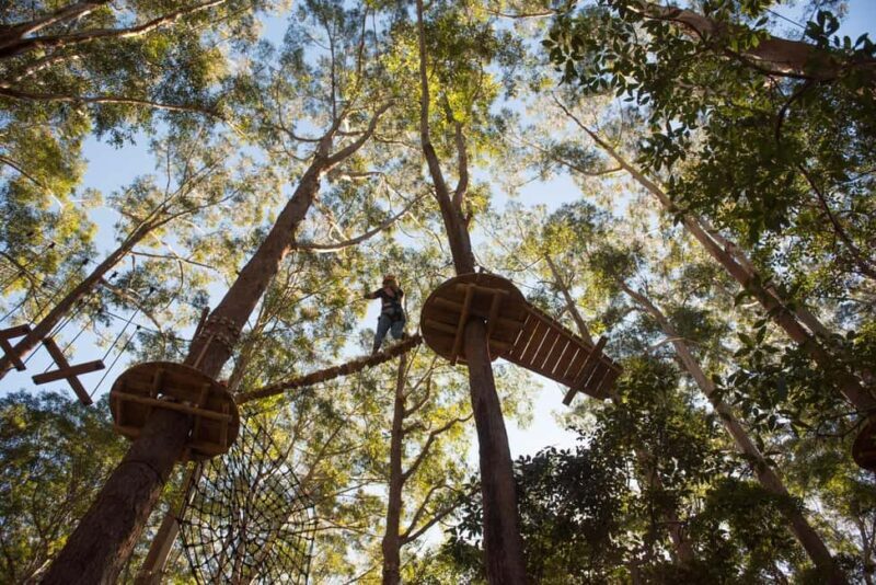 Coffs Harbour: Treetops Adventure Tree Ropes Course - Coffs Harbour: Treetops Adventure Tree Ropes Course
