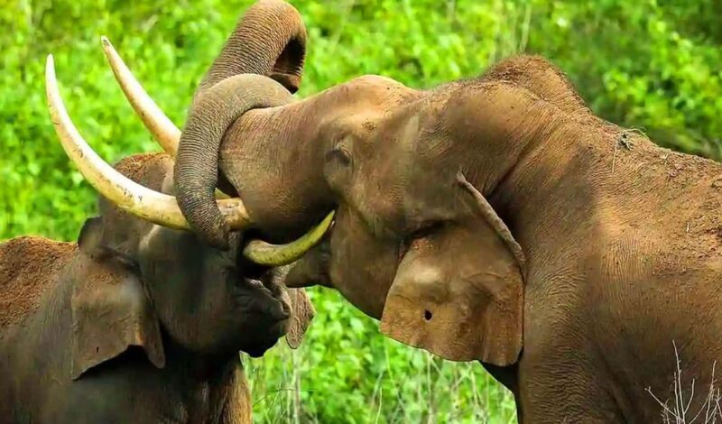 Coimbatore to Hill Station & Wildlife Safari 2-Days Tour - Exploring the Itinerary in Detail