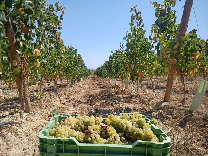 coimbra-bairrada-gastronomic-route-tour