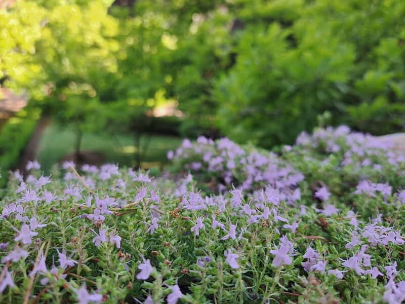 Coimbra Botanical Garden Tour: Storytelling Through Nature - Why This Tour is a Great Choice