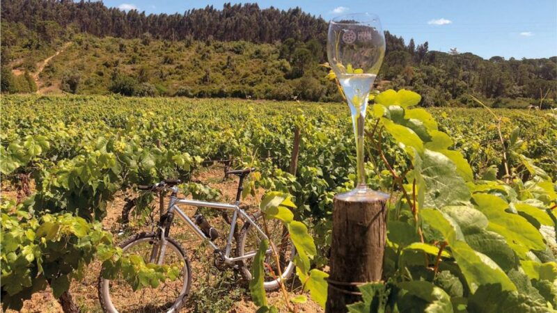 coimbra-prior-lucas-wine-experience