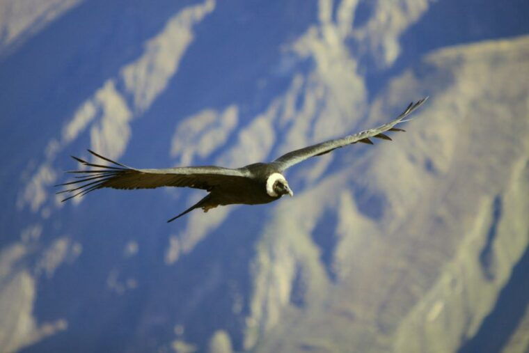 colca-canyon-2-day-tour-from-arequipa-to-puno