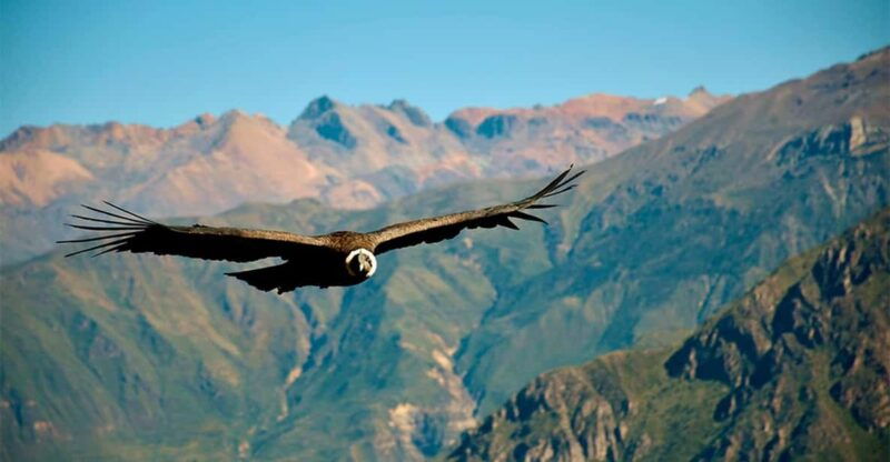 colca-canyon-day-trip-from-arequipa-departure-800-am