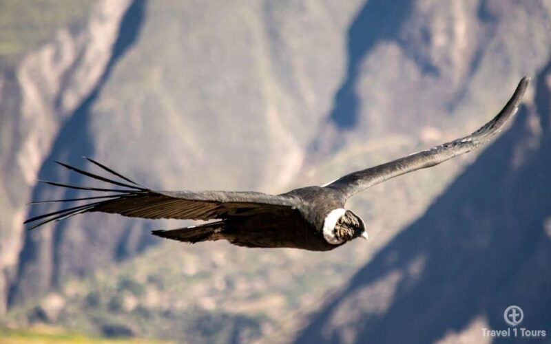 colca-canyon-tour-2-days-connection-puno