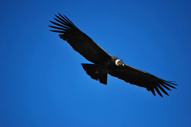 colca-canyon-tour-2-days