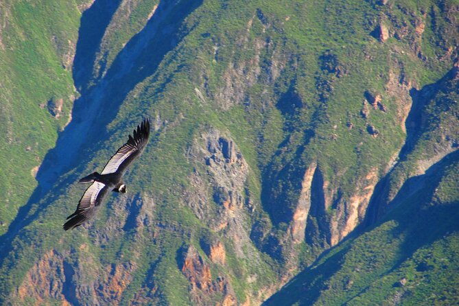 colca-canyon-tour-2d-short-hiking-overnight-in-small-village-ending-in-arequipa