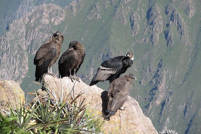 colca-canyon-tour-2d-short-hiking-overnight-in-small-village-ending-in-puno