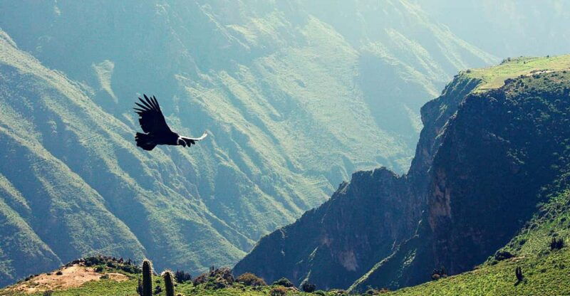 colca-canyon-tour-from-arequipa