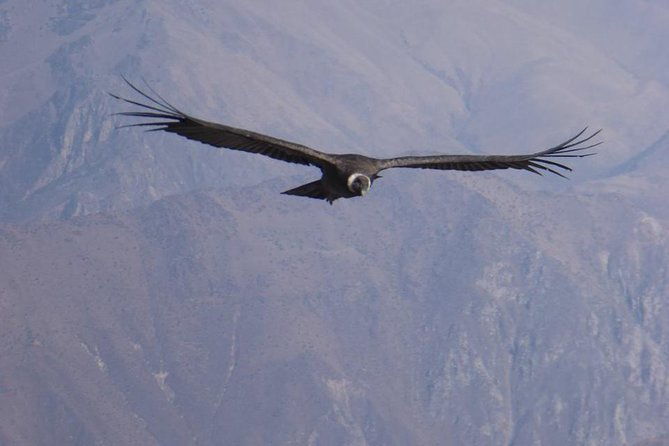 colca-trek-2-days-tour