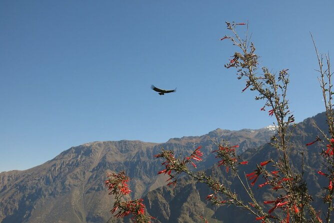 colca-trek-2-days-tour