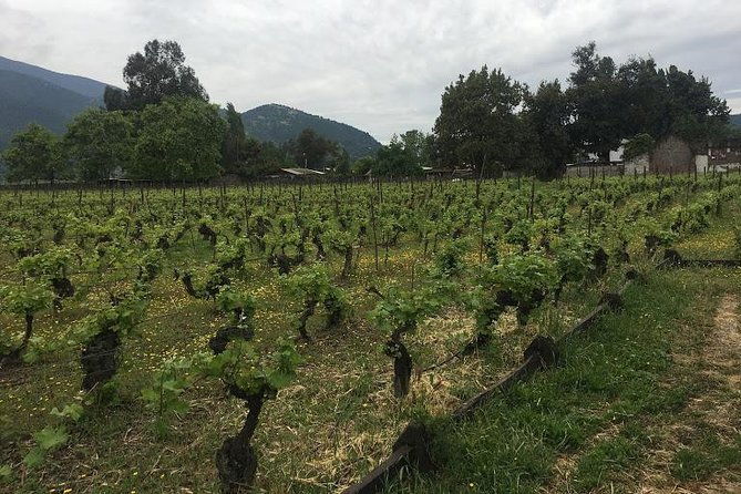 colchagua-valley