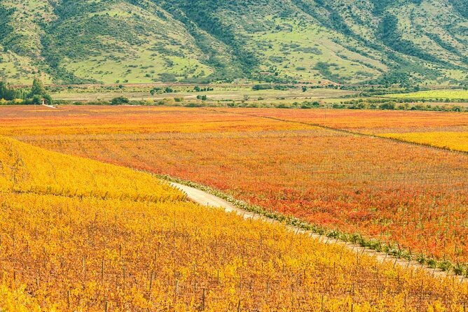 colchagua-valley-experience