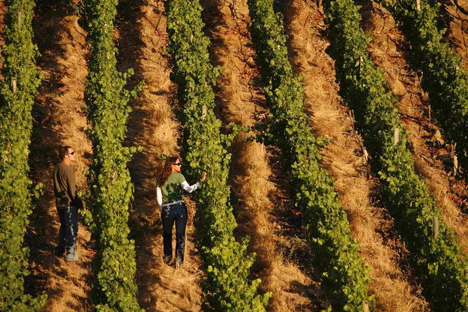 colchagua-valley-winery-day-trip-from-santiago
