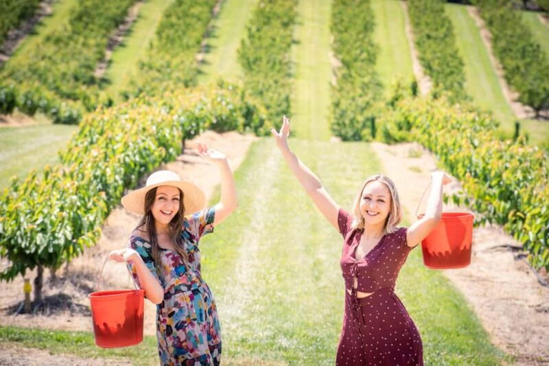 Coldstream: Cherry-Picking Experience - Key Points