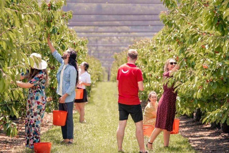 Coldstream: Cherry-Picking Experience - An In-Depth Look at the Coldstream Cherry-Picking Tour