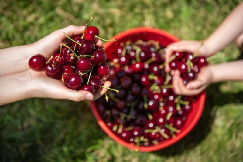 Coldstream: Cherry-Picking Experience - Final Thoughts