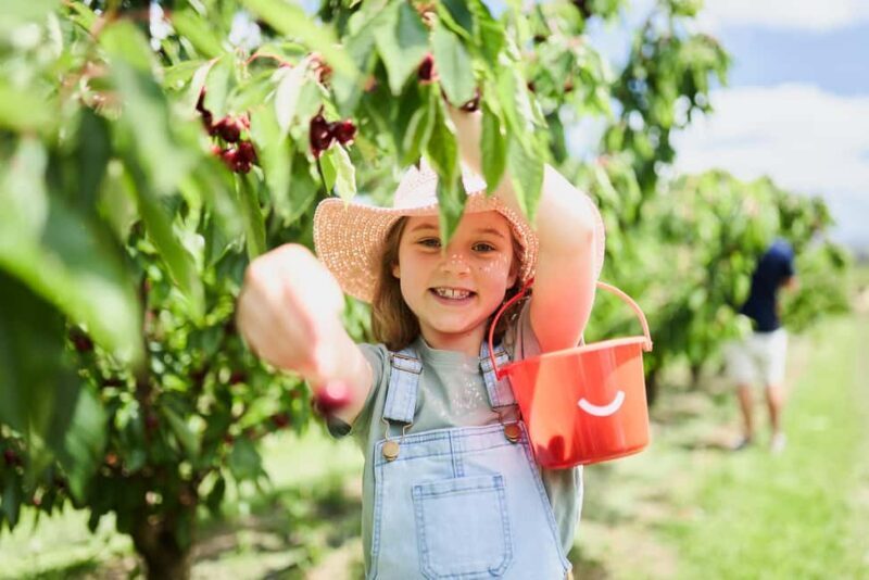 Coldstream: Cherry-Picking Experience - FAQ