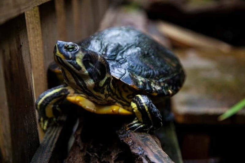 Collodi: Pinocchio Park & Villa Garzoni Grounds Entry Ticket - Key Points