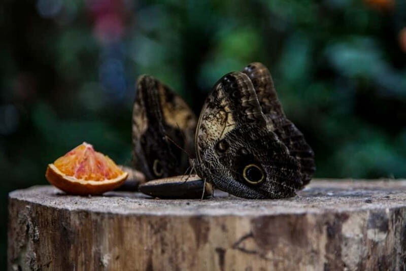 Collodi: Pinocchio Park & Villa Garzoni Grounds Entry Ticket - Authentic Insights from Reviews