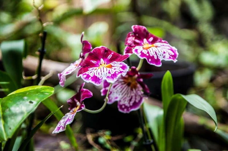 Collodi: Pinocchio Park & Villa Garzoni Grounds Entry Ticket - FAQs