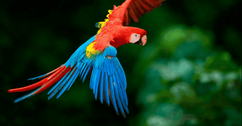 collpa-guacamayo-2d-excursion-jungle-sunset