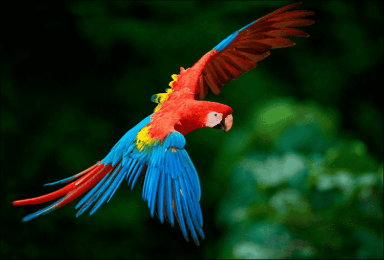 collpa-guacamayo-2d-excursion-jungle-sunset