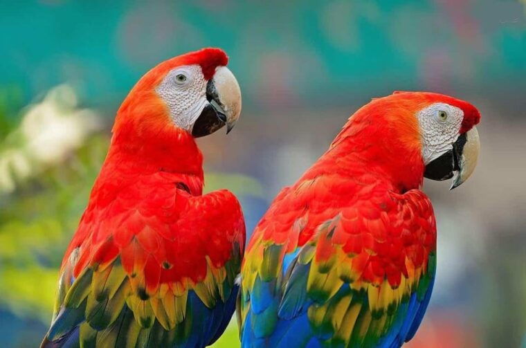 collpa-guacamayo-2d-excursion-jungle-sunset