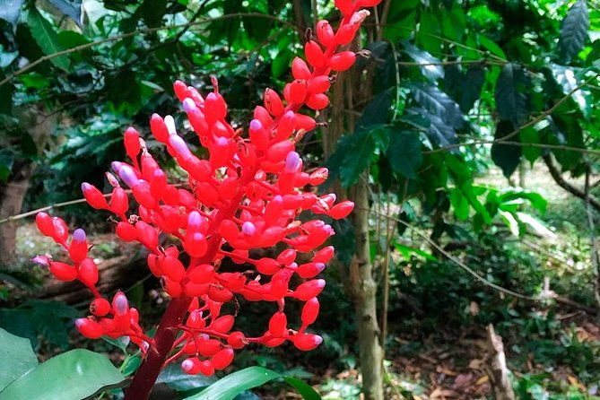 colombia-coffee-tour-coloma-ranch