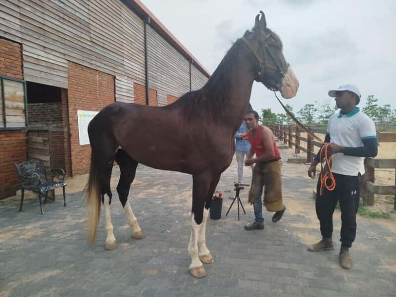 Colombo: Beach Horseback Riding Experience - Who Will Love This Experience?