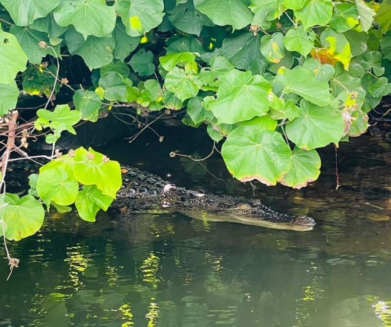 Colombo: Bentota Mangrove River Safari 6 Hour Tour - Practical Details and Tips