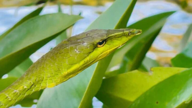 Colombo: Bentota Mangrove River Safari 6 Hour Tour - FAQ