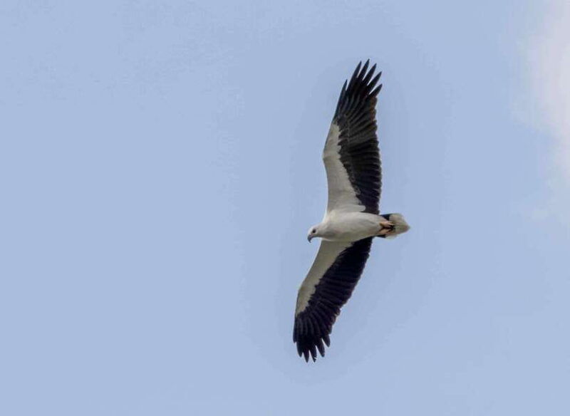 colombo-bird-watching-around-colombo-guided-tour-06-hours