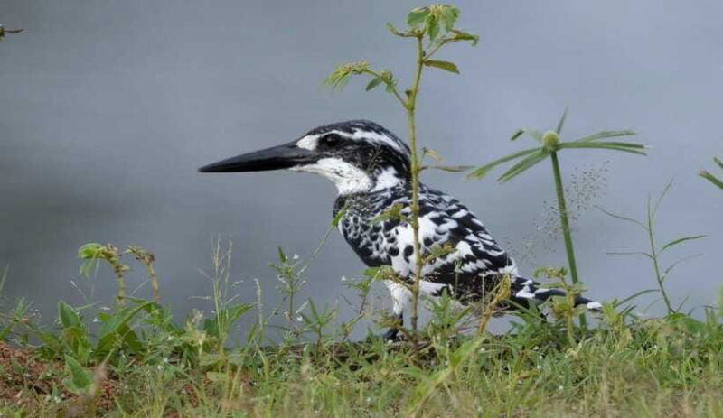 colombo-bird-watching-around-colombo-guided-tour-06-hours