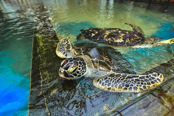 Colombo Day Trip: Galle Fort, Madu River Safari & Turtle Hatchery - Key Points