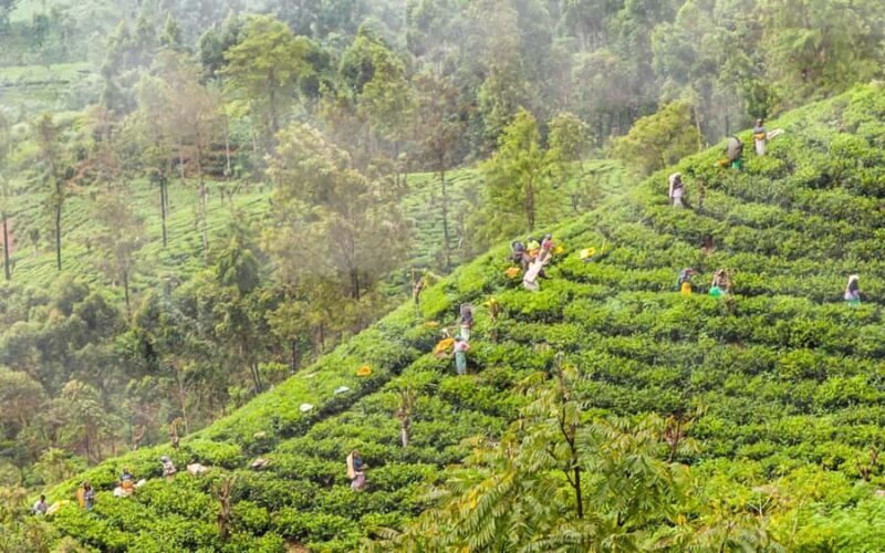 Colombo: Ella Scenic Train Tour with Hotel Transfers - Practicalities and Tips