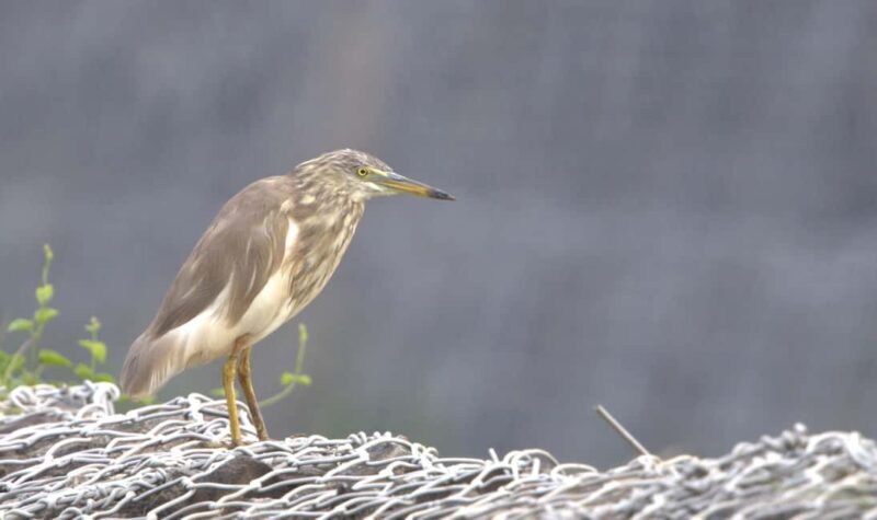 Colombo: Guided wet zone and wetland full day birding tour - Who Would Love This Tour?