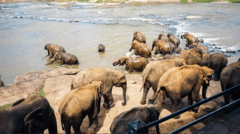 colombo-kandy-day-trip-with-pinnawala-elephant-orphanage