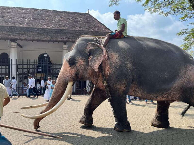 colombo-kandy-day-trip-with-pinnawala-elephant-orphanage