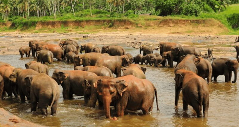 colombo-kandy-day-trip-with-pinnawala-elephant-orphanage