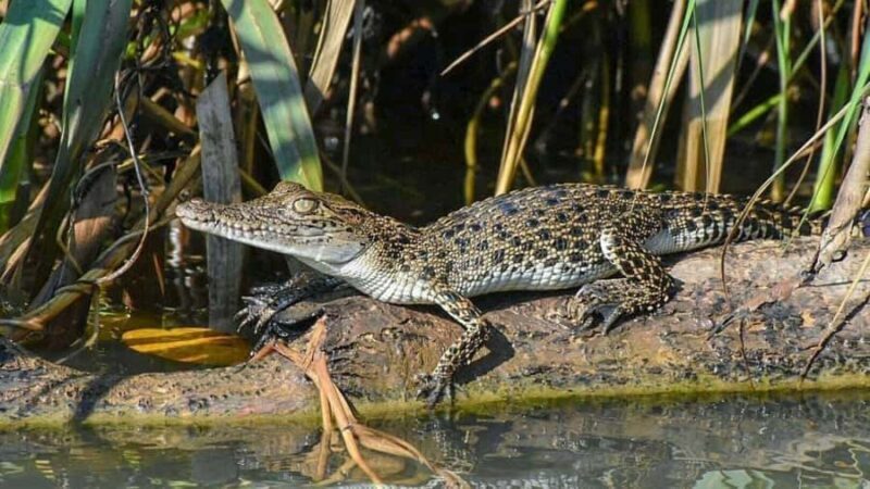 Colombo/Negombo: Koggala Lake Boat Safari and Kayaking Tour - Frequently Asked Questions