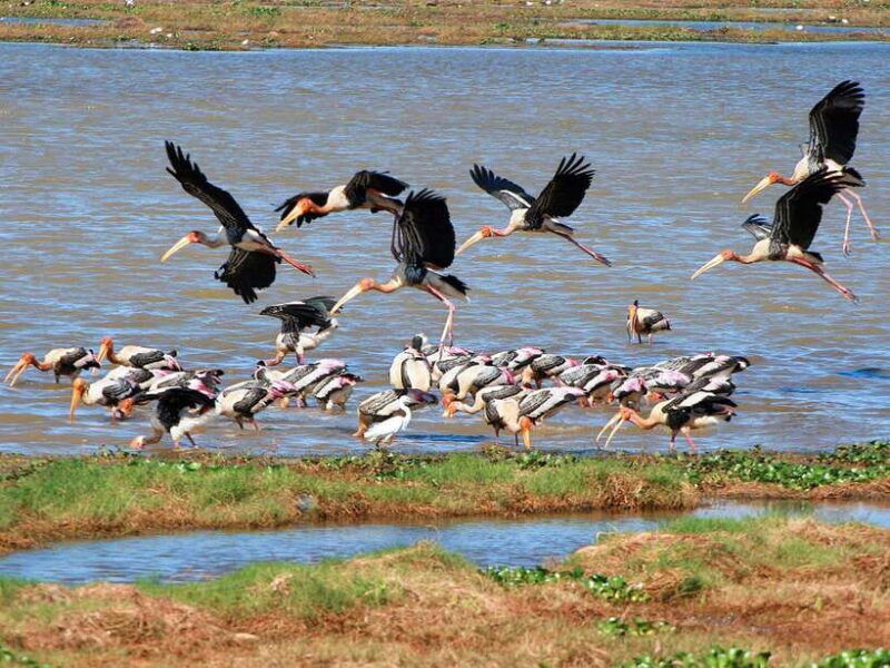 colombo-negombo-muthurajawela-dutch-canal-boat-adventure