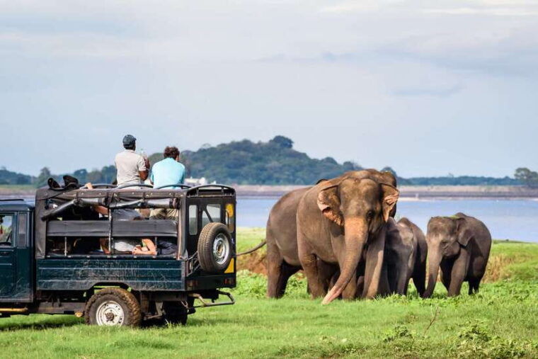 colombo-negombo-sigiriya-dambulla-and-minneriya-safari
