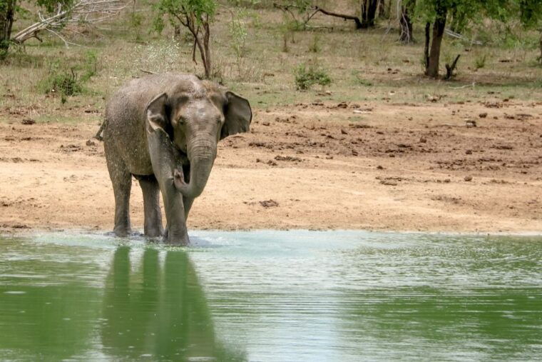 colombo-negombo-sigiriya-kandy-ella-3-day-trip-with-train